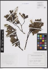 Foto von Salix breviserrata Flod.
